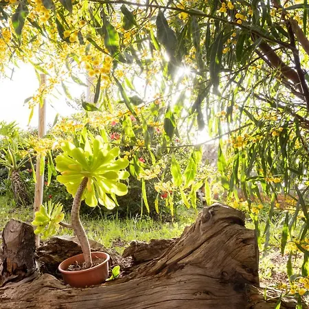 Holiday home Home2book Amazing Teide View & Terrace Sauzal